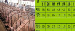 月报：2013年2月中国养殖及饲料市场月度分析报告