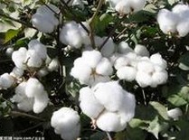 日报：3月20日国内棉花市场延续平稳 籽棉所剩数量稀少