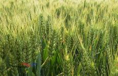 月报：2013年4月中国小麦及主副产品市场月度分析报告