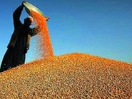 新闻：农业部预计全国秋粮增加800多万亩