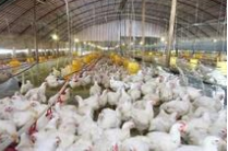 论坛：家禽业该抛弃“亚洲生产方式”了