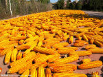 新闻：吉林松原地震灾区提前启动临储玉米收购