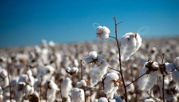公告：关于调整储备棉销售有关政策的公告（2013年度[投放]第5号）
