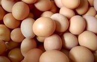 综合日报：3月31日中国商品蛋禽市场行情综述