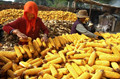 日报：6月30日中国市场玉米价格稳中走高