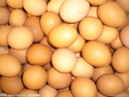 综合日报：9月3日中国商品蛋禽市场行情综述