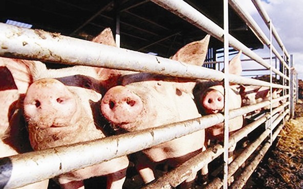 综合日报：3月5日中国商品大猪市场行情综述