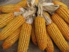 日报：4月24日中国市场玉米价格继续走软
