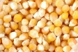 日报：5月28日中国市场玉米价格略软