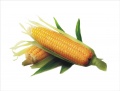 日报：7月24日中国市场玉米价格略跌