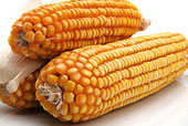 日报：10月30日中国市场玉米价格略有震荡