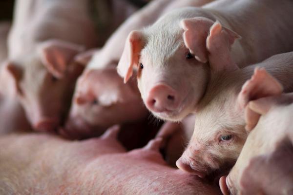 新闻：农业部 猪肉价格料将维持高位 但上涨空间不大