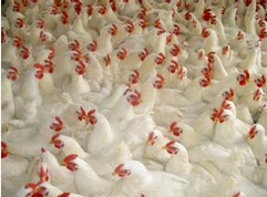 综合日报：4月19日中国商品肉禽市场行情综述