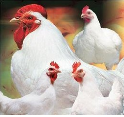 综合日报：2月1日中国商品肉禽市场行情综述