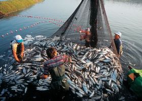 周报：2025年第40、41周(10月)中国鱼粉市场分析